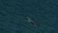 Seaharrier.png