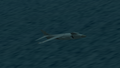 Seaharrier3.png